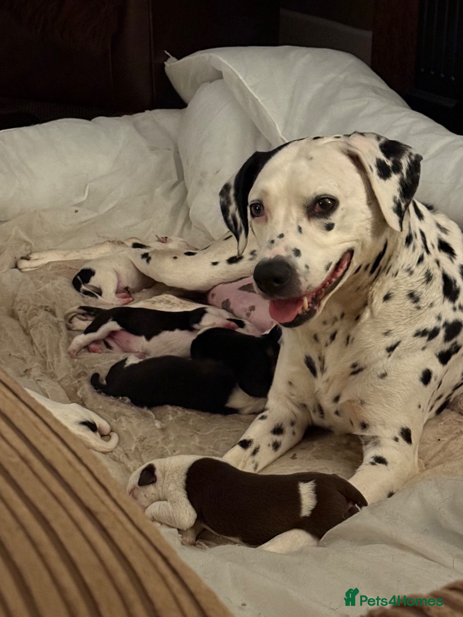Mixed Breed dogs Dalmatian x collie puppies - Advert 2