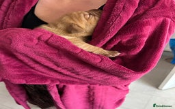 Dogue De Bordeaux dogs for sale: FULL PEDIGREE 🦁 Dogue de Bordeaux pups ( French ) - Image 5