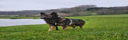 German Shepherd dogs for sale: Kc reg working line German shepherd pups in Barnsley - Advert 26