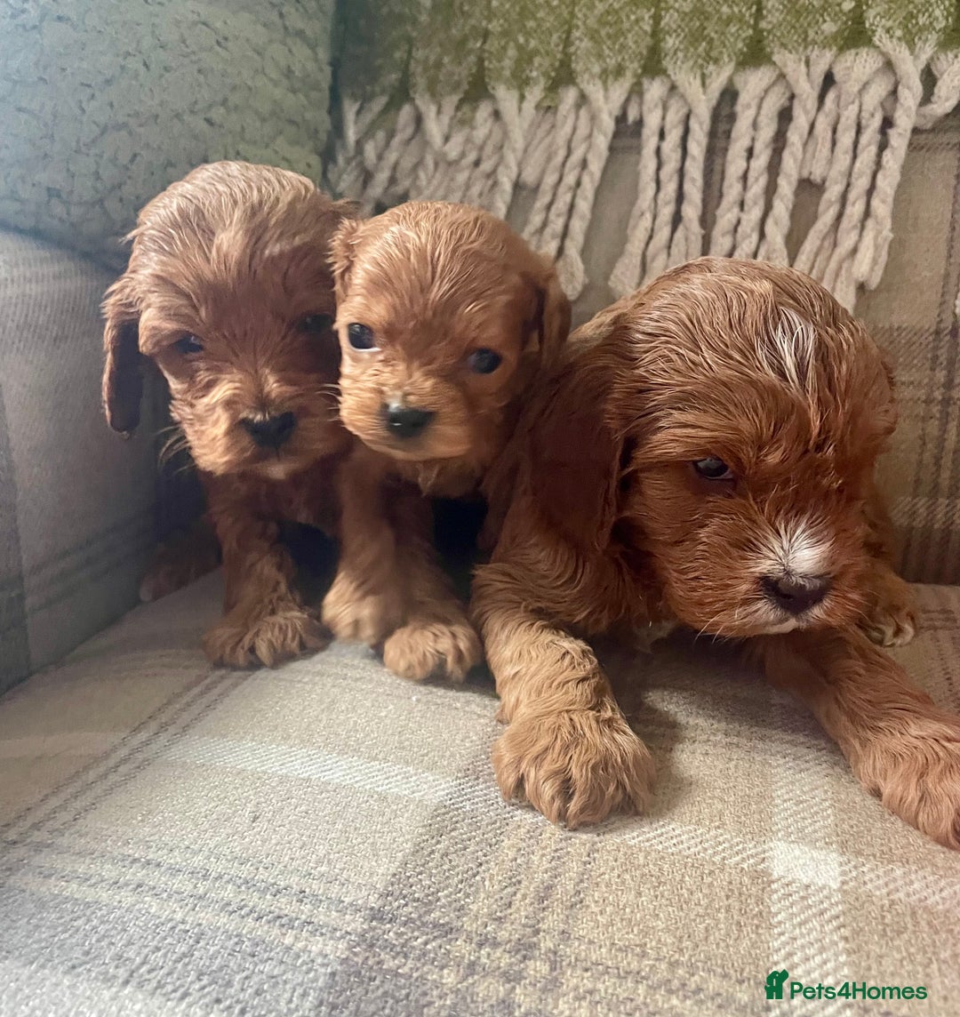 Cavapoo dogs for sale: Stunning Deep Red Health Tested F1 Cavapoos - Advert 5