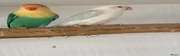 Lovebirds birds for sale: Lovebirds pale fallows - Advert 12