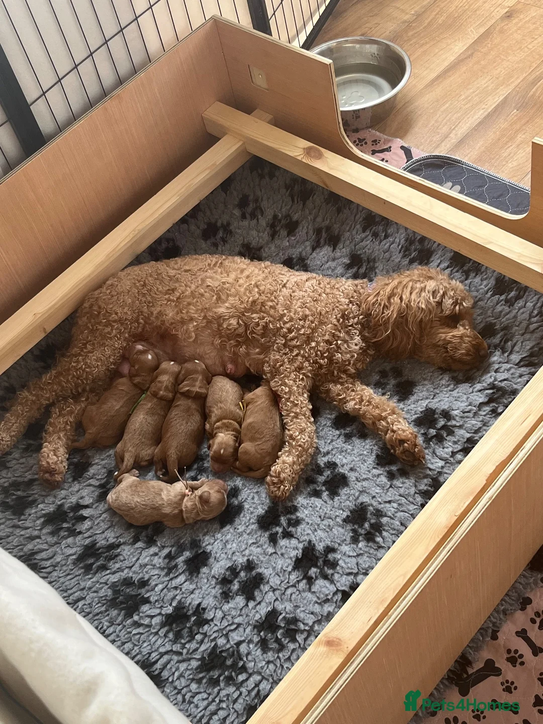 Cavapoo dogs for sale: Beautiful litter of Red F1 Cavapoo puppies - Advert 1