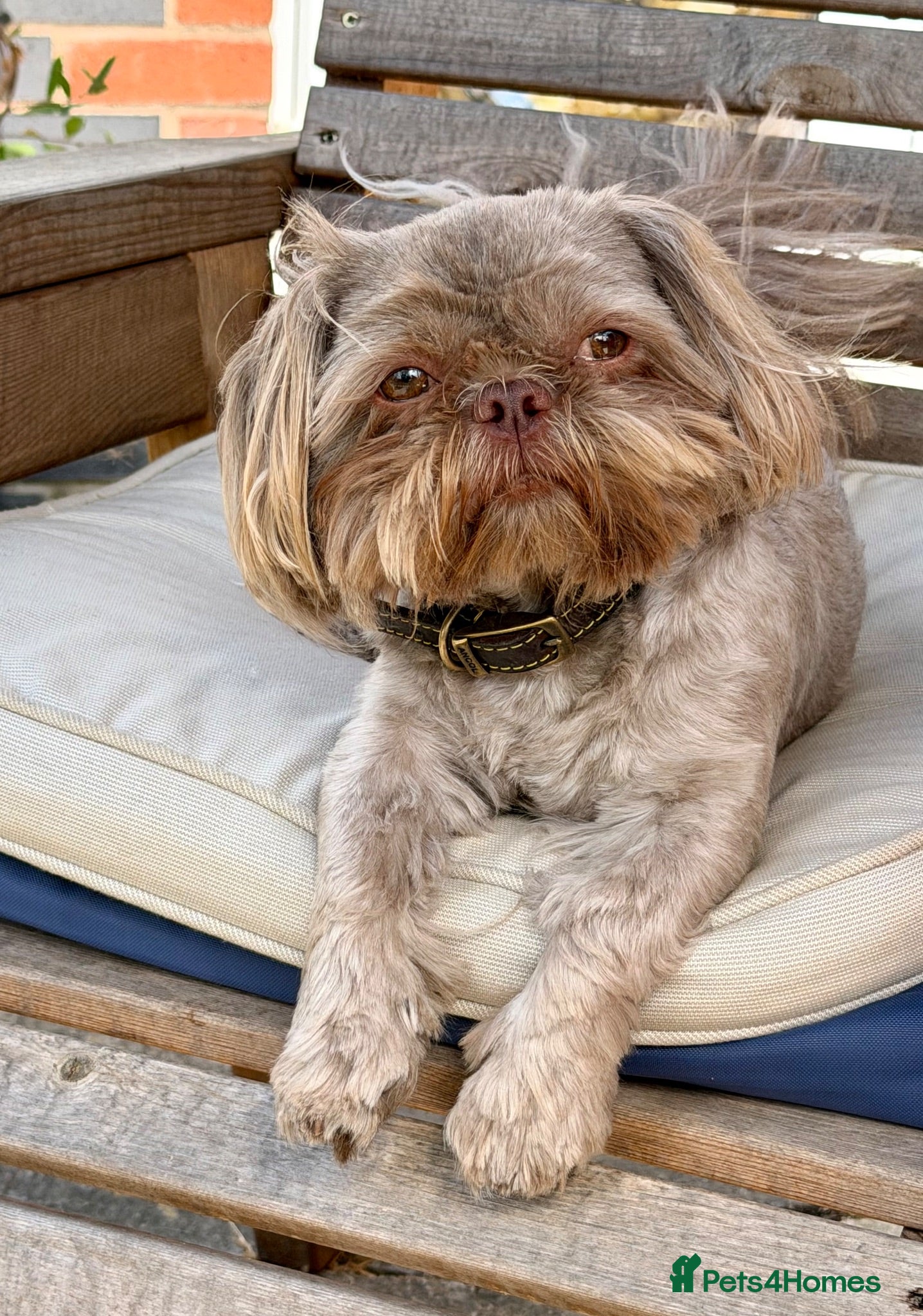 Shih Tzu dogs Chocolate Shih Tzu for Stud - Advert 13