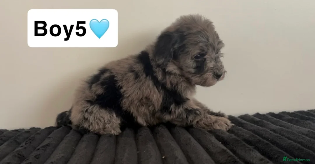 Cockapoo dogs for sale: Cockapoo puppies  - Advert 25