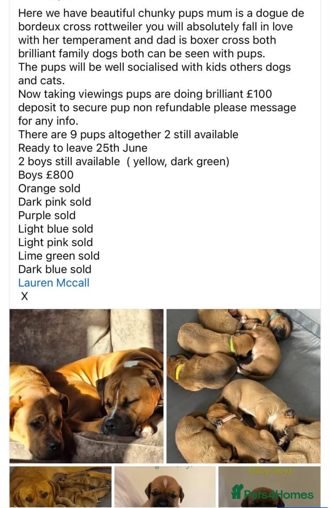 Mixed Breed dogs for sale: 1 brown and white puppy  - Advert 4