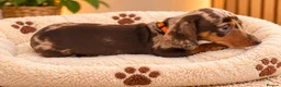 Miniature Dachshund dogs for sale: Miniature Dachshund Puppies  - Advert 31