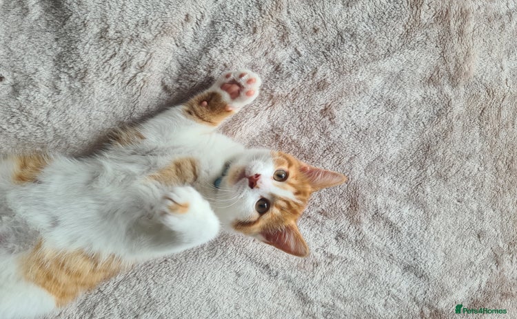 Mixed Breed cats - Advert 16