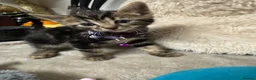Bengal cats for sale: One Marble Bengal Female Remaining - Advert 7