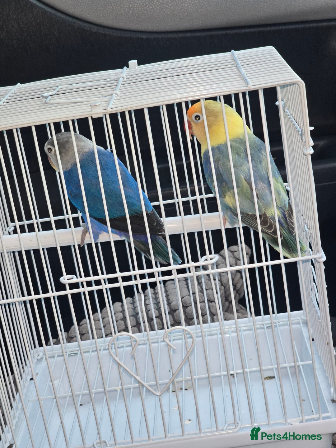 Parrots birds for sale: Lovebirde pairs 2x🦜  - Advert 1