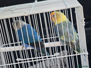 Parrots birds - Advert 14