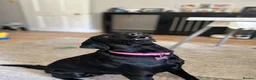 Springador dogs for sale: Luna, Labrador cross Springer in Great Yarmouth - Advert 4
