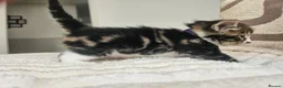 Mixed Breed cats for sale: Beautiful Kittens Looking For Their Forever Homes. - Advert 15