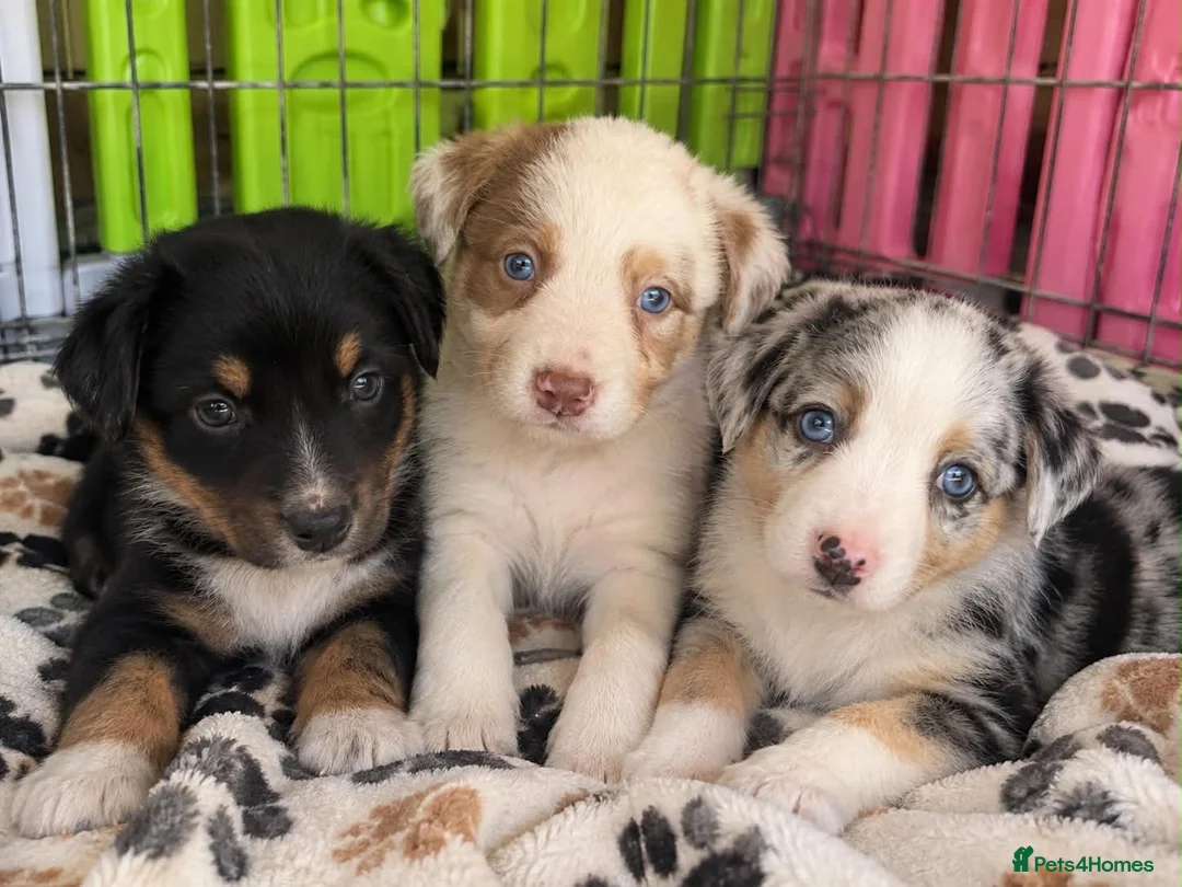 Border Collie dogs for sale: Stunning border collie puppies 🐶 in Manchester - Advert 2