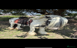 Irish Cob horses for sale: beautiful kids pony project ❤️ - Image 3