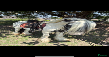 Irish Cob horses - Advert 2