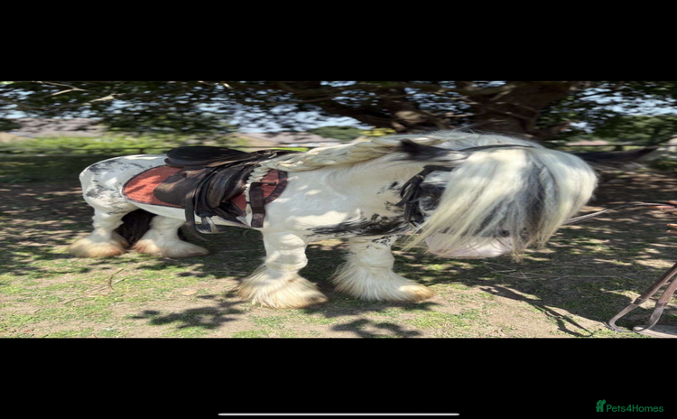 Irish Cob horses - Advert 1