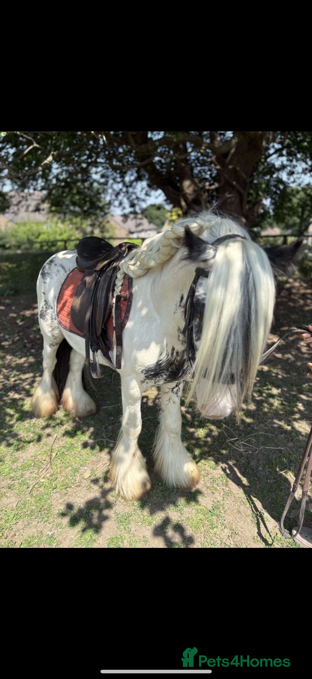 Irish Cob horses for sale: beautiful kids pony project ❤️ - Image 3