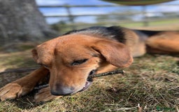 Mixed Breed dogs for adoption: Jeff is looking for the best forever home  - Image 12