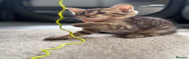 Mixed Breed 2
