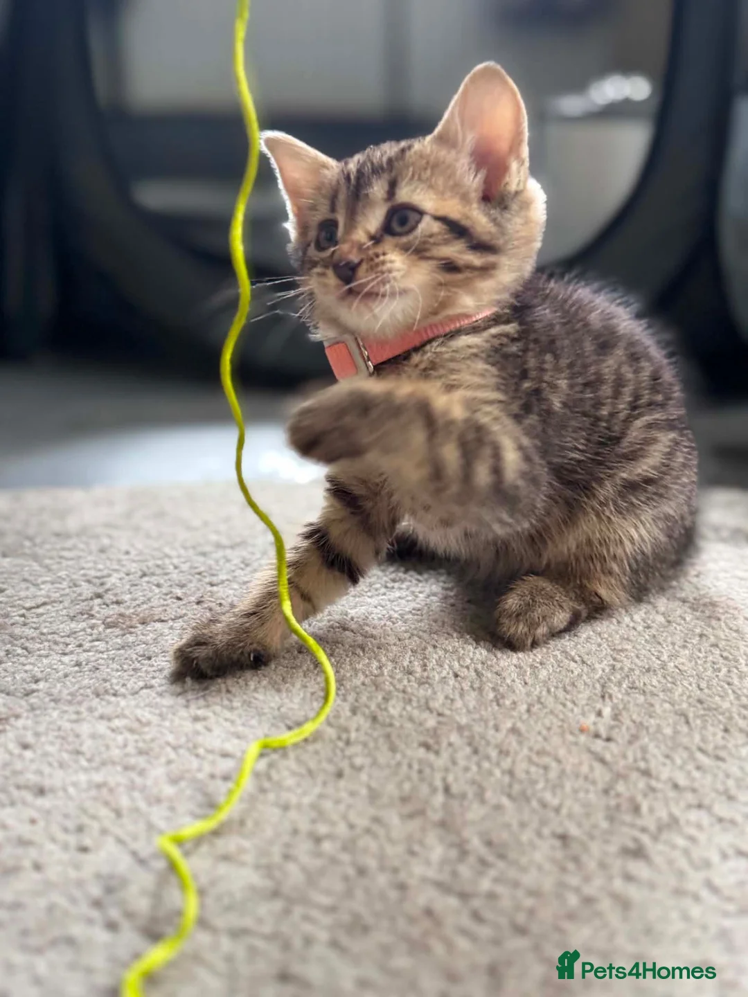 Mixed Breed cats for sale: Two beautiful kittens - Advert 1