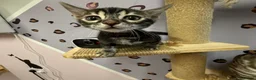 Bengal cats for sale: Rare Bengal colours - 3 Girls  - Advert 3