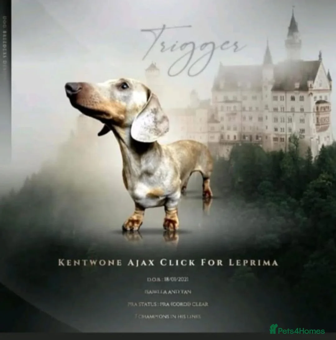 Miniature Dachshund dogs for sale: True KC Reg-Minature Dachshund Pups (Smooth Coat). - Advert 24