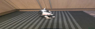 Whippet 2