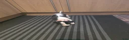 Whippet dogs for sale: Whippet  - Advert 5