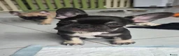 French Bulldog dogs for sale: Ready to collect  - Advert 17