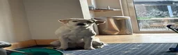 Labrador Retriever dogs for sale: Beautiful Labrador Looking for Her Forever Home 🐾 in Reading - Advert 4