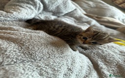 Maine Coon cats for sale: 4 gorgeous girl cats  - Image 14