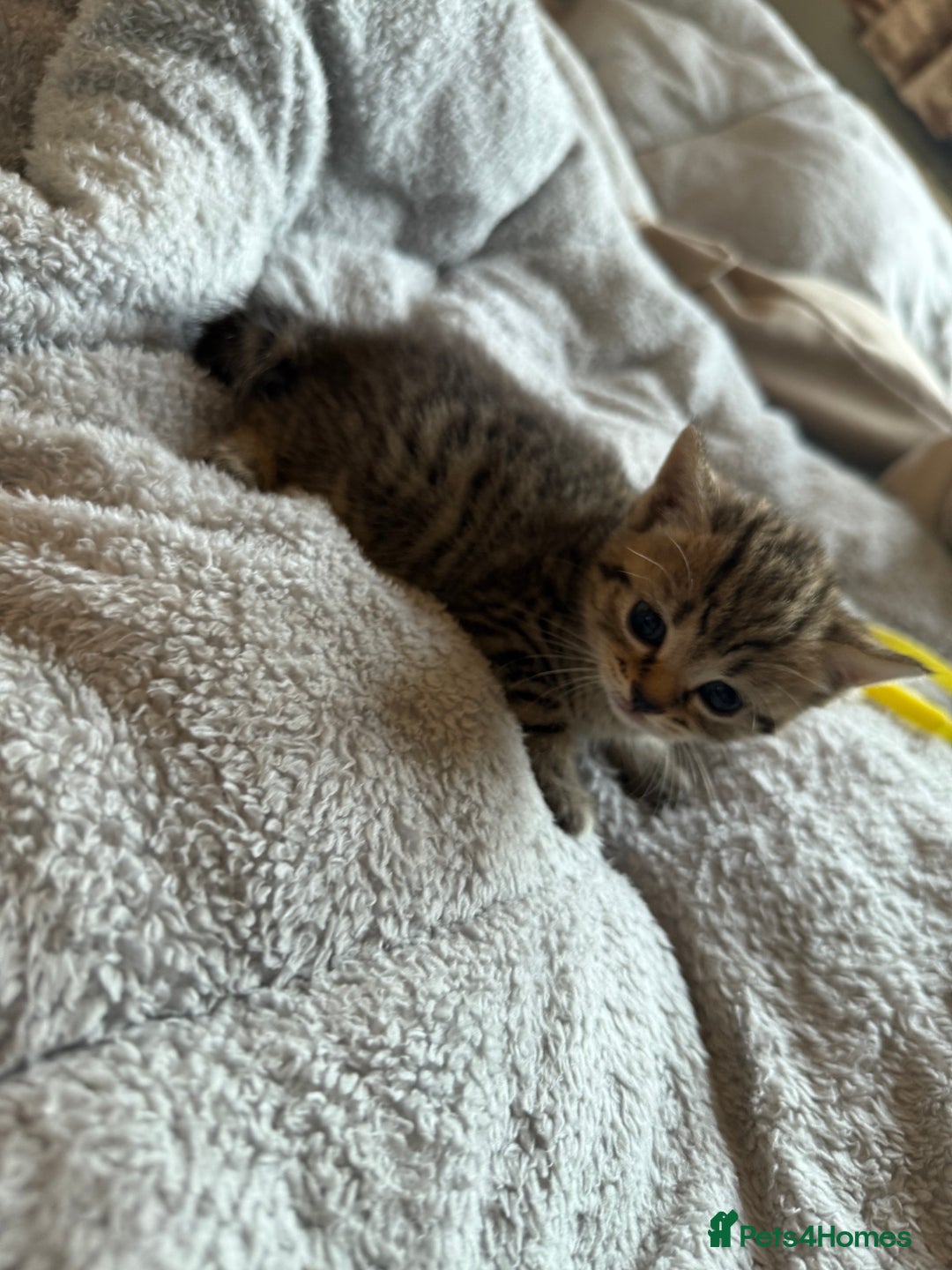 Maine Coon cats for sale: 4 gorgeous girl cats  - Image 14