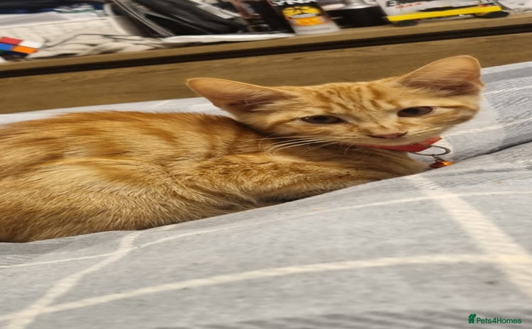 Domestic Shorthair cats - Advert 7