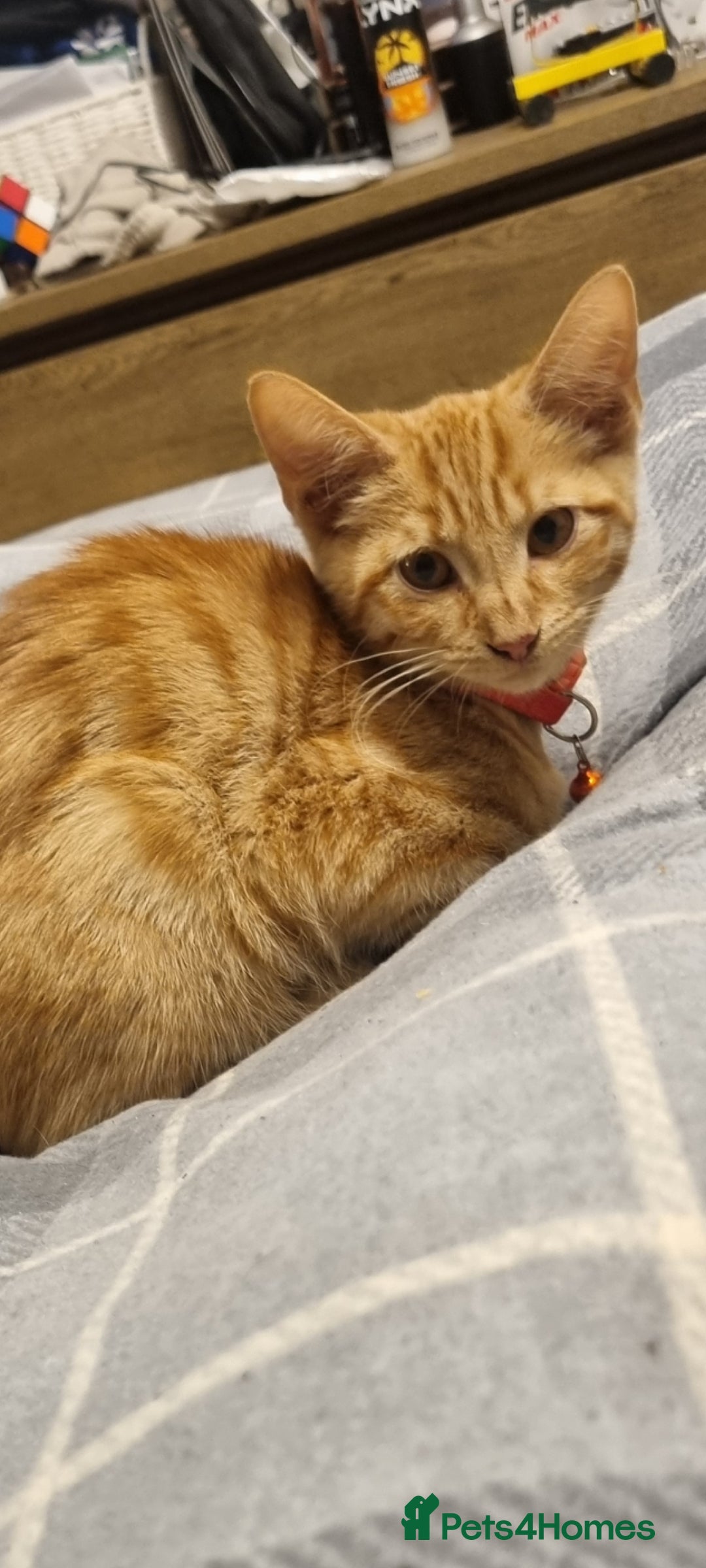 Domestic Shorthair cats for sale: Kittens for rehoming. - Image 1