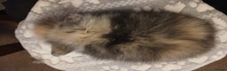 Lionhead rabbits for sale: Stunning DM Lionhead baby rabbits  - Advert 6