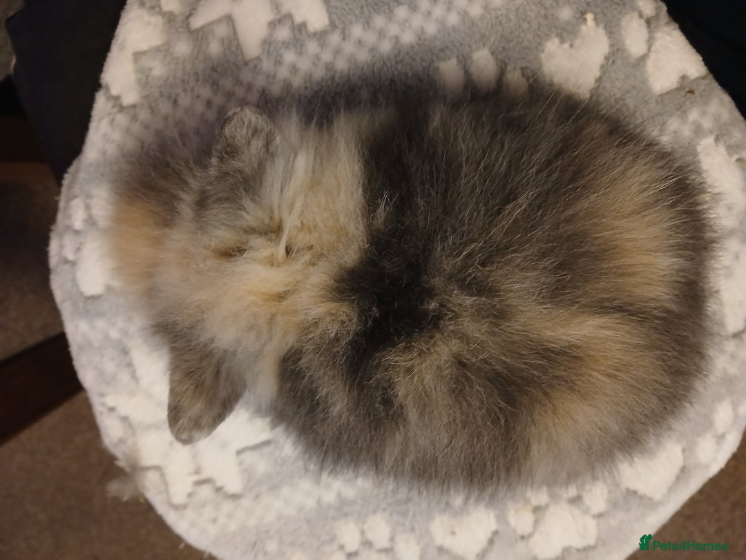 Lionhead rabbits for sale: Stunning DM Lionhead baby rabbits  - Advert 6