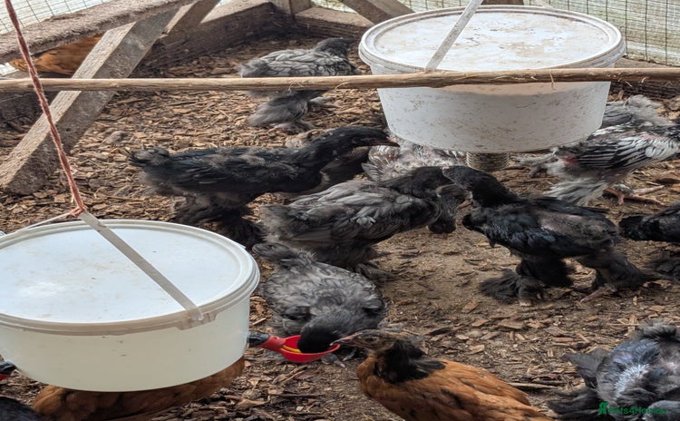 Chickens poultry - Advert 1