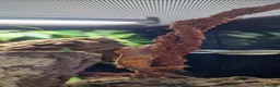 Gecko reptiles for sale: Harley Quinn created gecko (rango) in Nuneaton - Advert 6