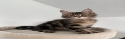 Maine Coon cats for sale: XL Russian Cubs 💙 - Advert 16