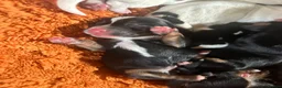 Jack Russell dogs for sale: Jack Russell puppys - Advert 10