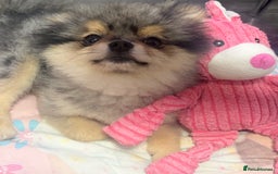 Pomeranian dogs for stud: 🎃EXPERIENCED👑KING ZIGGY & PRINCE COCO🏆STUD Boys in Bedford - Image 28
