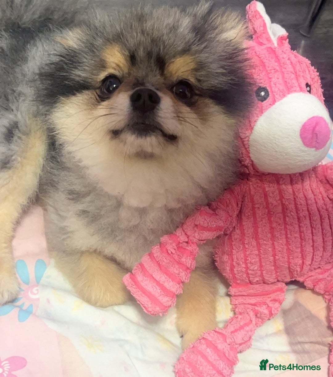 Pomeranian dogs for stud: 🎃EXPERIENCED👑KING ZIGGY & PRINCE COCO🏆STUD Boys in Bedford - Image 28