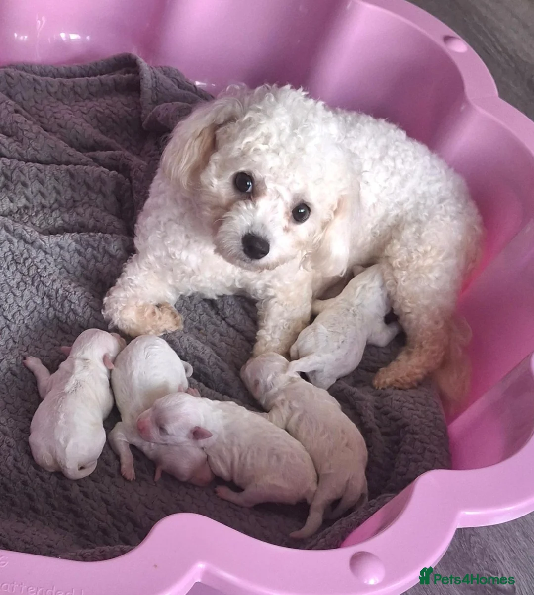 Bichon Frise dogs for sale: Dogs for sale  - Advert 1