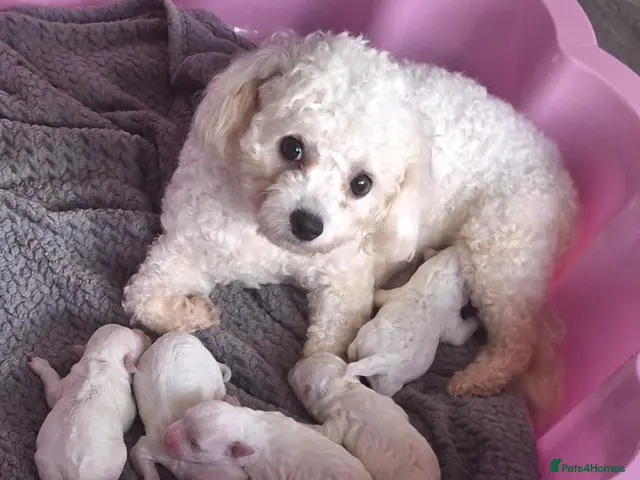 Bichon Frise dogs for sale: Dogs for sale - Advert 1