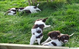 English Springer Spaniel dogs for sale: Gorgeous English Springer Spaniel Puppies - Image 13