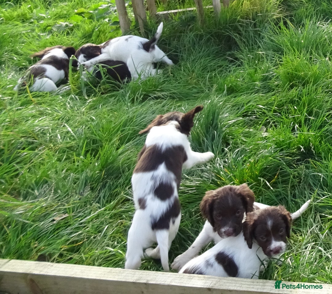 English Springer Spaniel dogs for sale: Gorgeous English Springer Spaniel Puppies - Image 13
