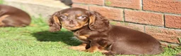 Dachshund dogs for sale: MINIATURE DACHSHUND PUPPIES FOR SALE - Advert 31