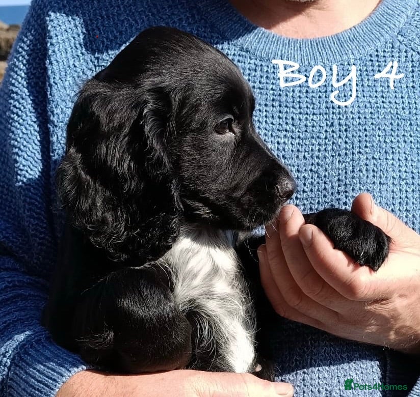 Cocker Spaniel dogs Exceptional KC Cocker Spaniel Puppies - Advert 1