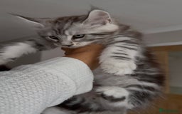 Maine Coon cats for sale: Outstanding pedigree kittens - Image 5