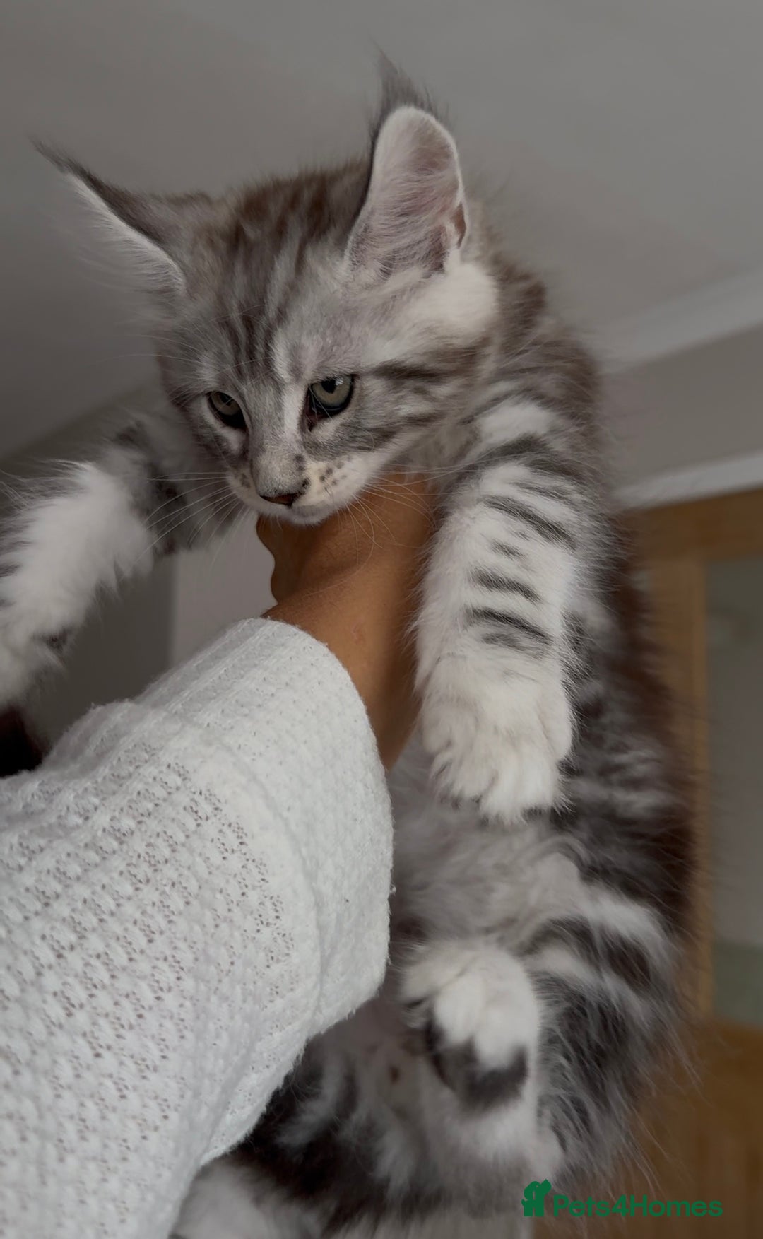 Maine Coon cats for sale: Outstanding pedigree kittens - Image 5